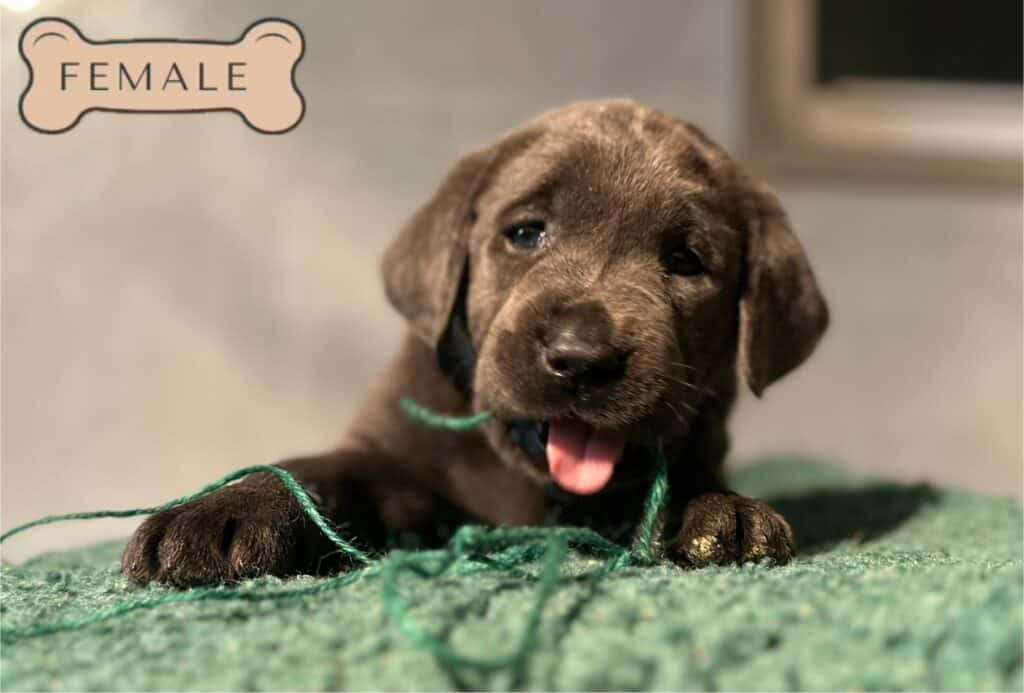 Ready January 3rd- Charcoal Female - 3rd Pick (4 Available)