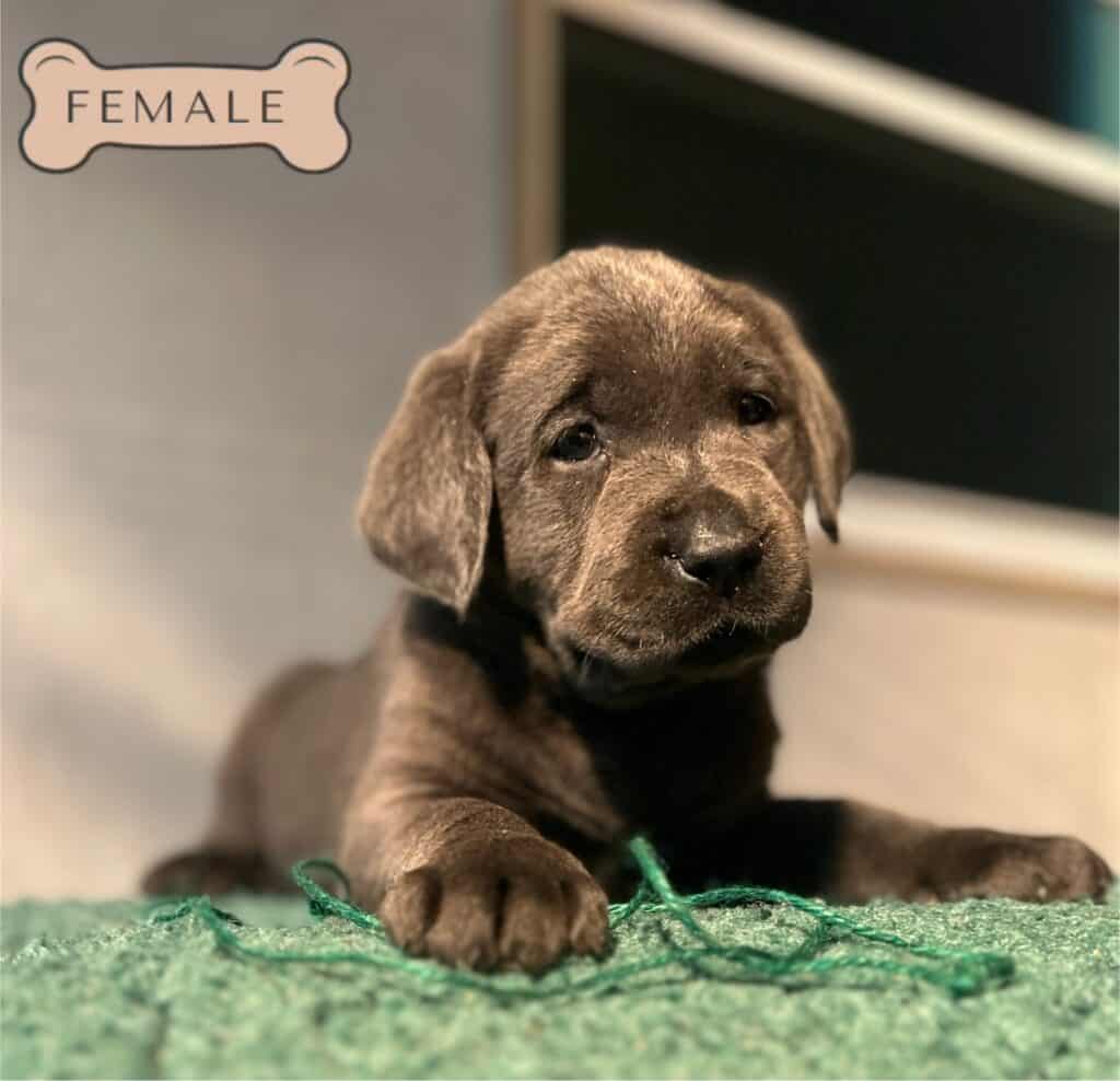 Ready January 3rd- Charcoal Female - 3rd Pick (4 Available)