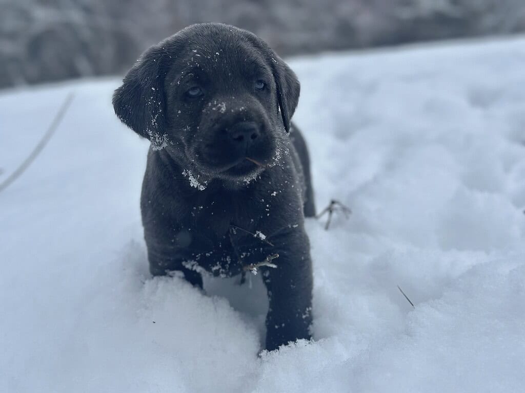 Ready January 3rd- Charcoal Female - 4th Pick (4 Available)