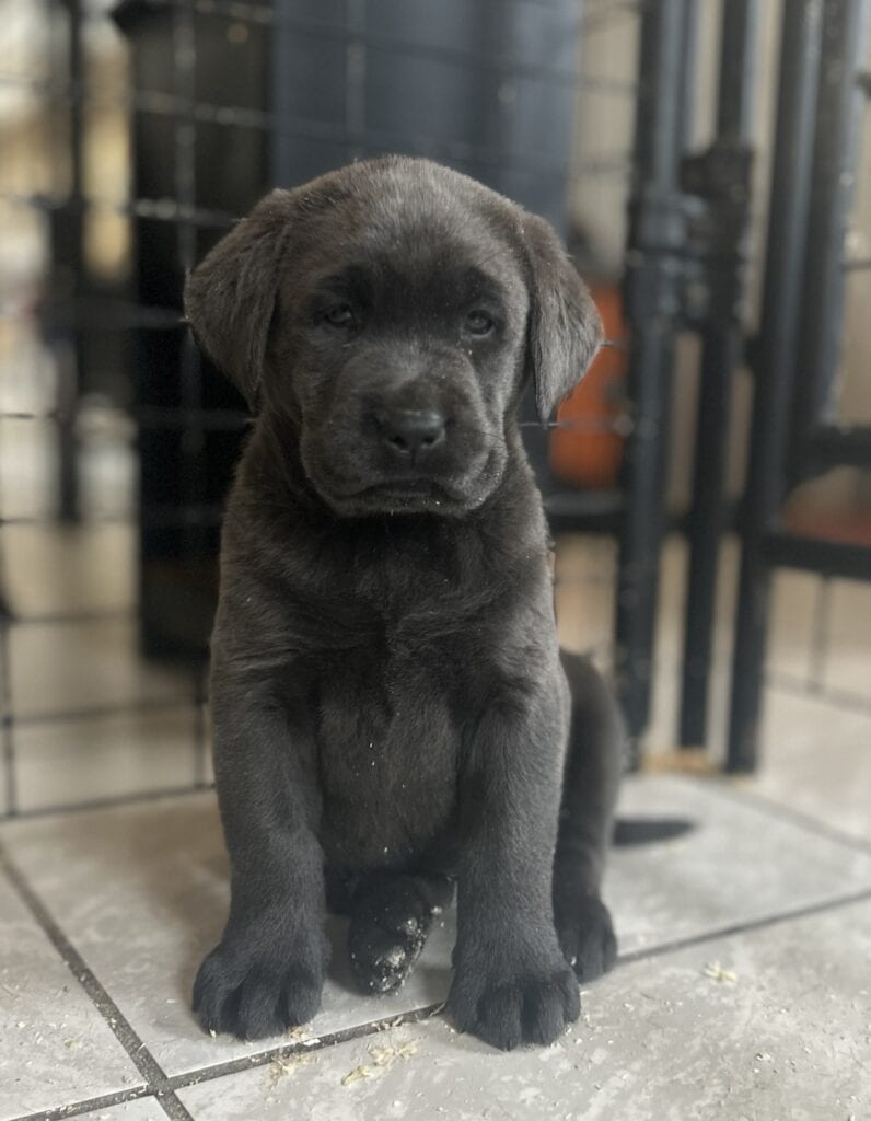 Ready January 3rd- Charcoal Female - 2nd Pick (4 Available)