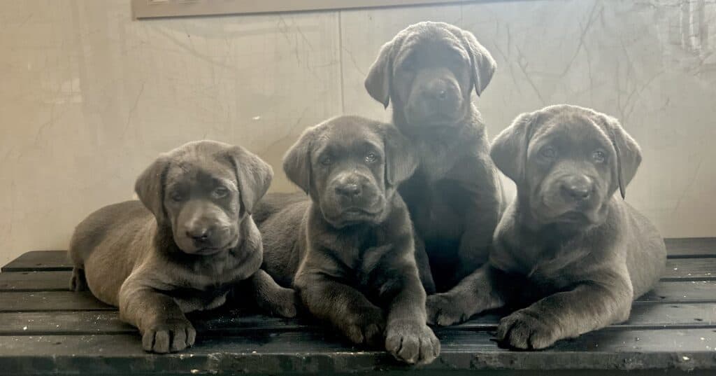 Ready January 3rd- Charcoal Female - 3rd Pick (4 Available)