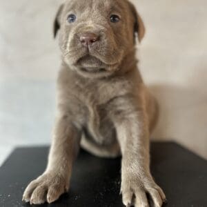 Silver Female Labrador at Wild Labradiors