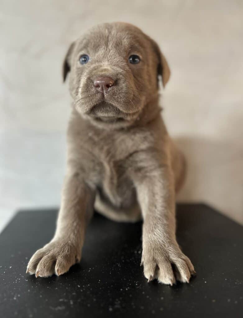 Ready January 22nd - Ruffles Silver female 2nd pick (2 Available)