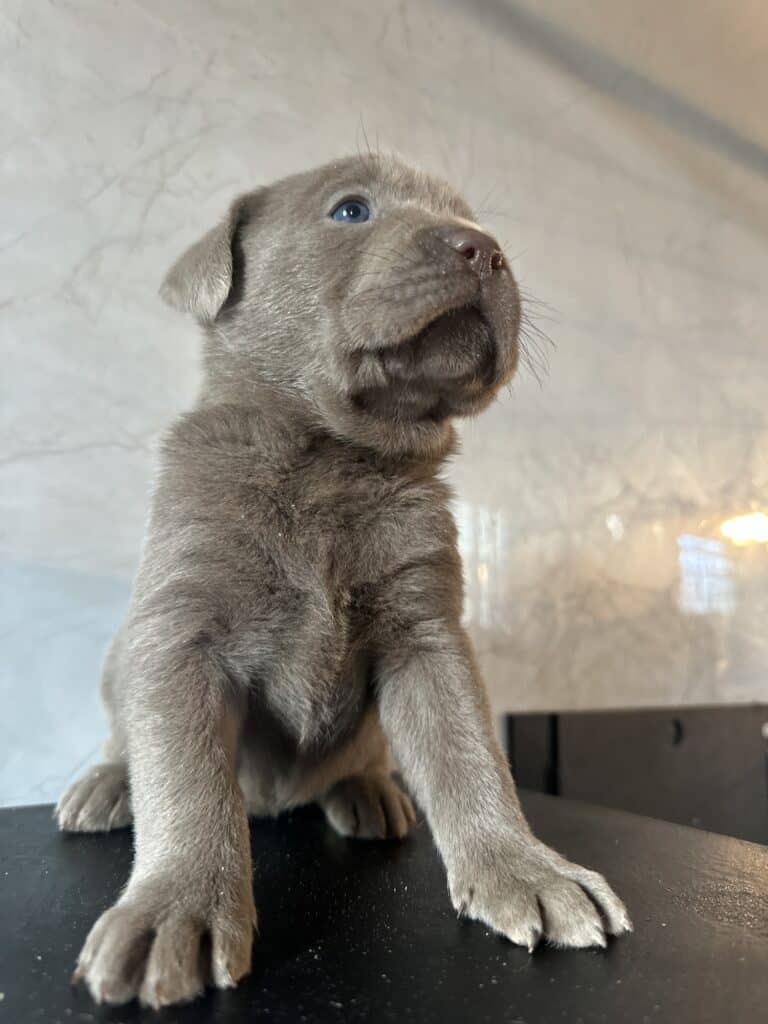 Ready January 22nd - Ruffles Silver female 2nd pick (2 Available)