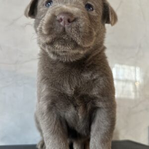 Ruffles Silver Female Labr puppy