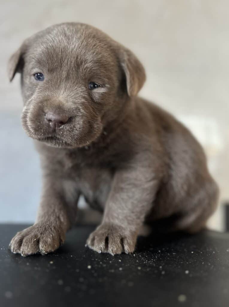 Ready January 22nd - Ruffles Silver female 1st pick (2 Available)