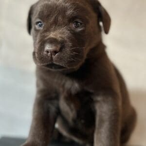 Chocolate Lab puppy