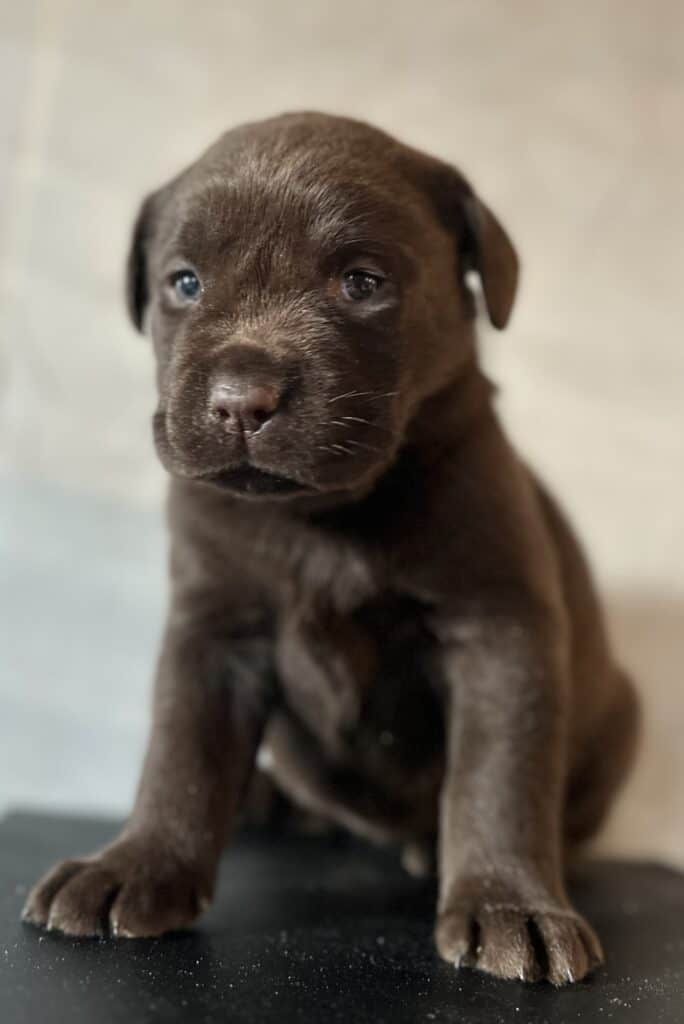 Ready January 22nd - Ruffles Chocolate Female