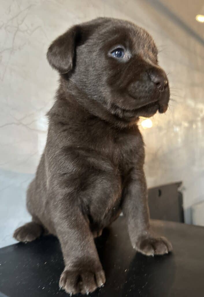 Ready January 22nd - Ruffles Chocolate Female