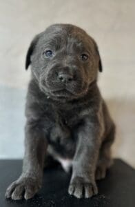 Nova- Charcoal Female-Ready January 25th