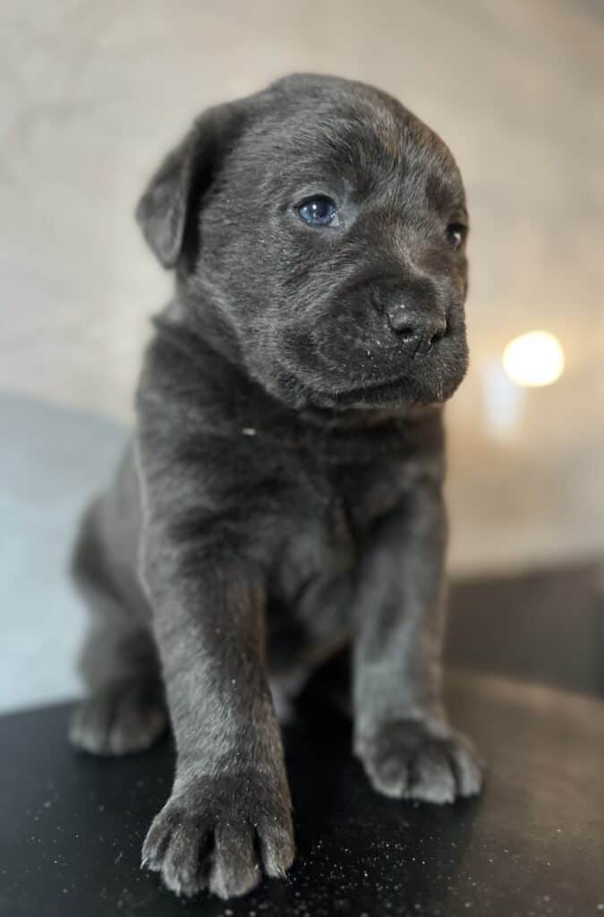 Ready January 22nd - Ruffles Charcoal Male 1st pick (2 Available)