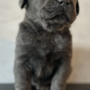 Charcoal Male Labrador puppy