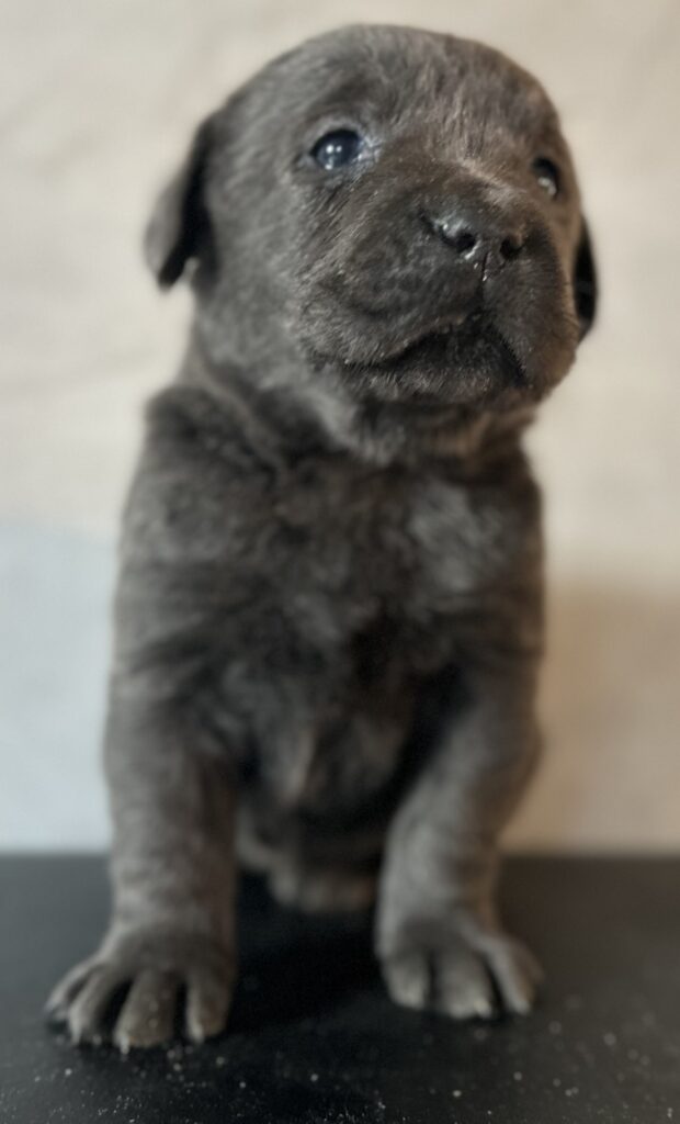 Ready January 22nd - Ruffles Charcoal Male 1st pick (2 Available)