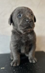 Nova- Charcoal Female-Ready January 25th