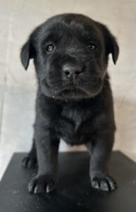 Ready January 22nd – Ruffles Black Male 1st pick (2 Available)
