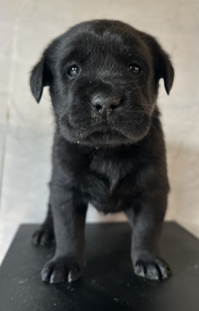 Ready January 22nd - Ruffles Black Male 1st pick (2 Available)