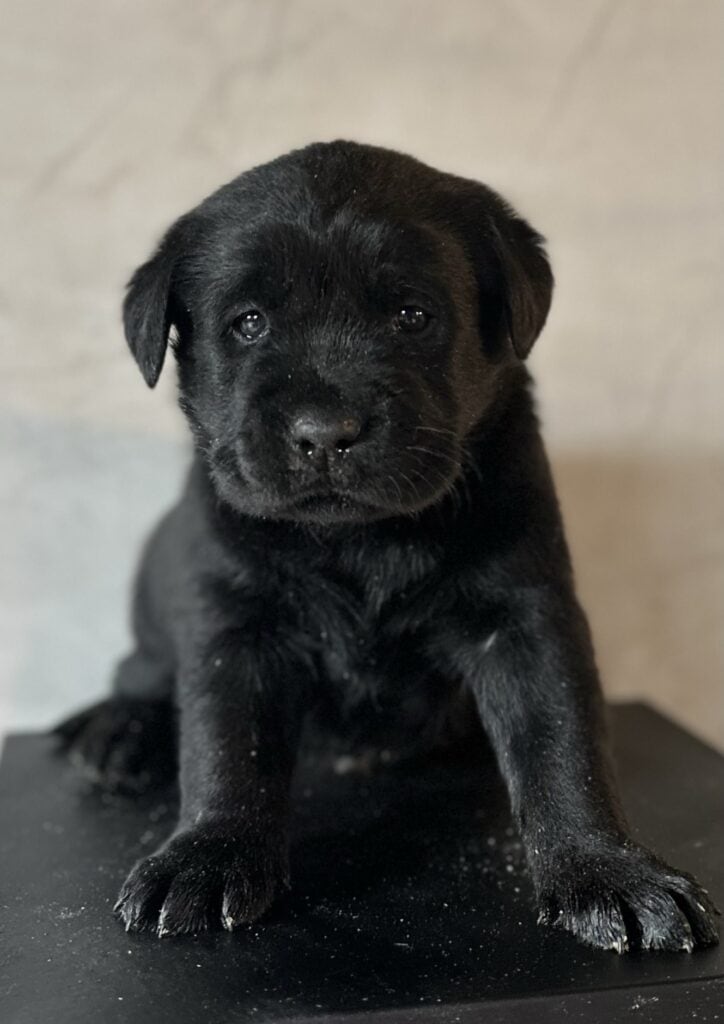 Ready January 22nd - Ruffles Black Male 1st pick (2 Available)