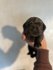 Ready Febuary 14th – Ebonys Charcoal Female