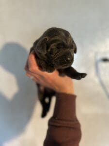Ready Febuary 14th – Ebonys Charcoal Male 1st pick (2 Available)