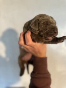 Ready Febuary 14th – Ebonys Silver Female