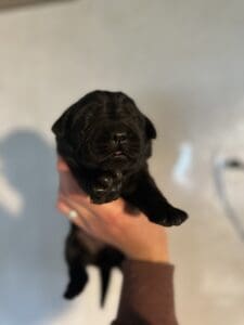 Ready Febuary 14th – Ebonys Black Male 1st pick (2 Available)