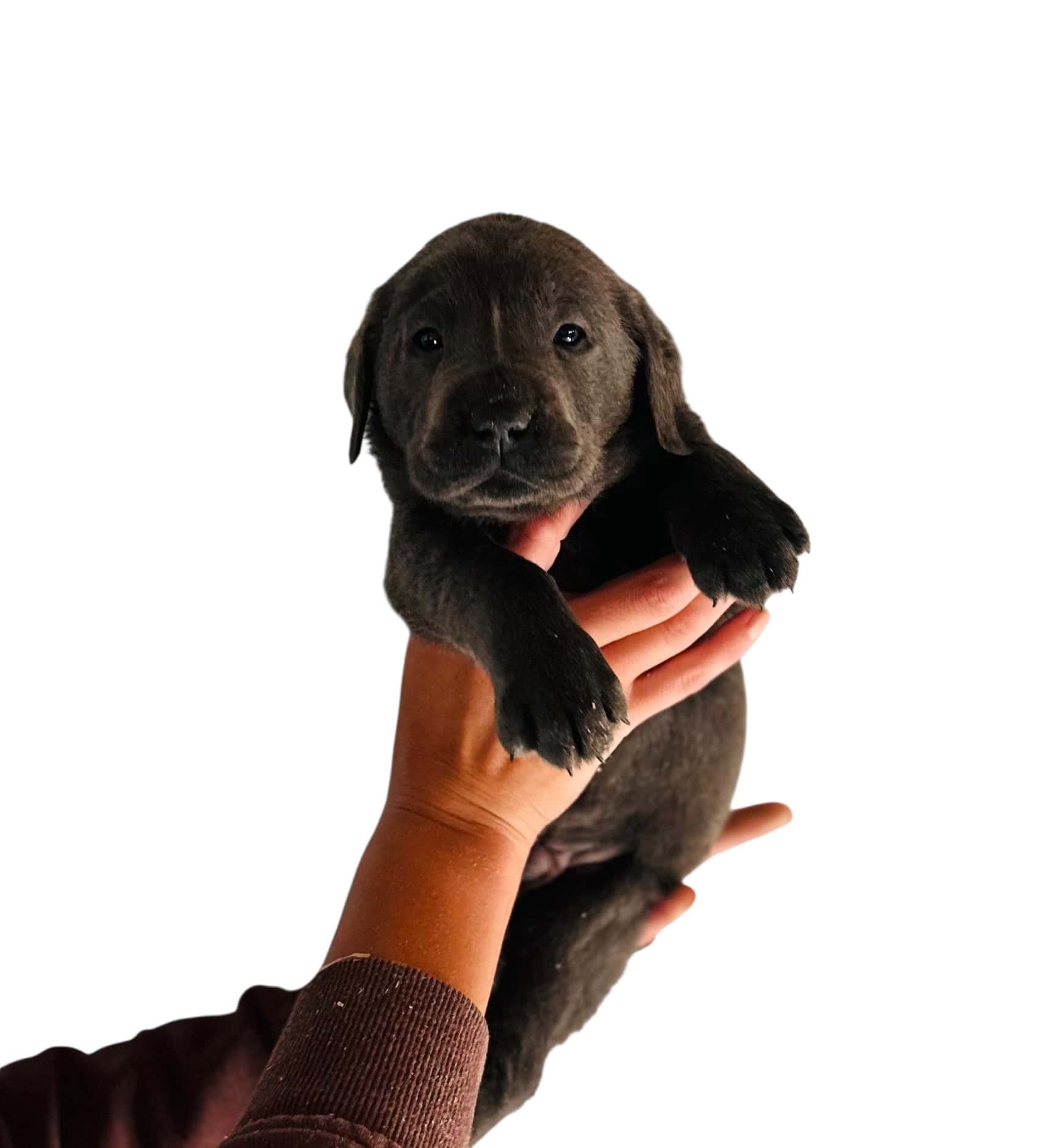 Reservation: Charcoal Male - 2nd Pick (3 Available) — Charcoal Male Labrador Puppy