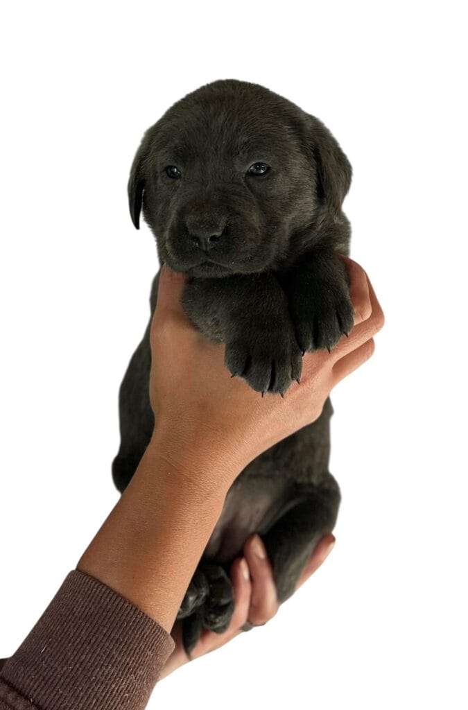Reservation: Charcoal Female - 1st Pick (4 Available)