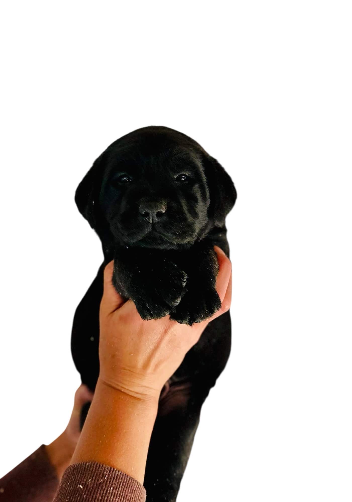 Reservation: Black Male – 3rd Pick (3 Available) — Black Male Labrador Puppy
