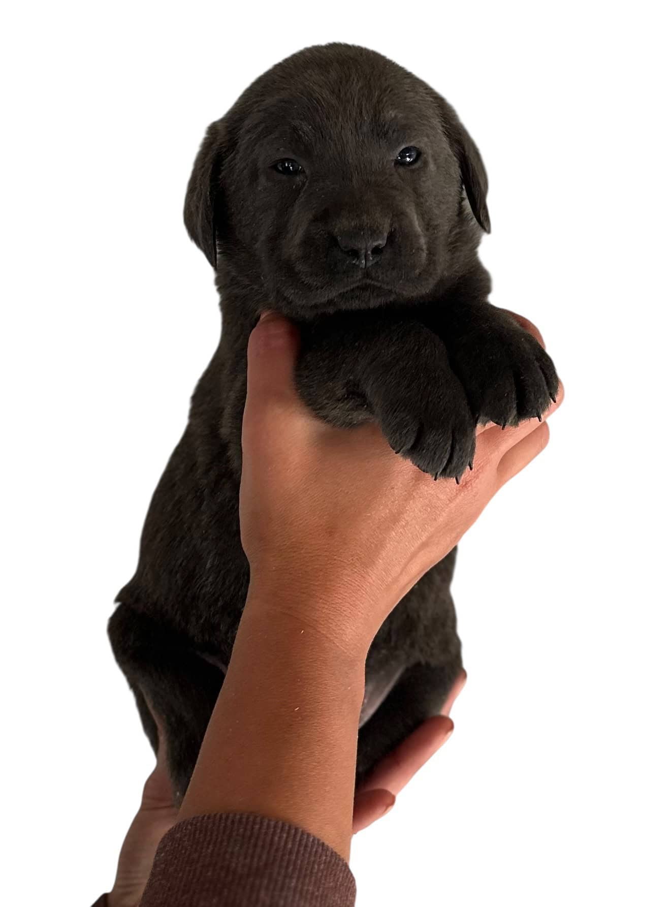 Reservation: Charcoal Female - 1st Pick (4 Available) — Charcoal Female Labrador Puppy