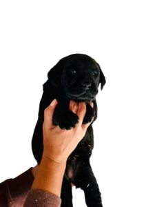 Reservation: Black Male – 1st Pick (3 Available)