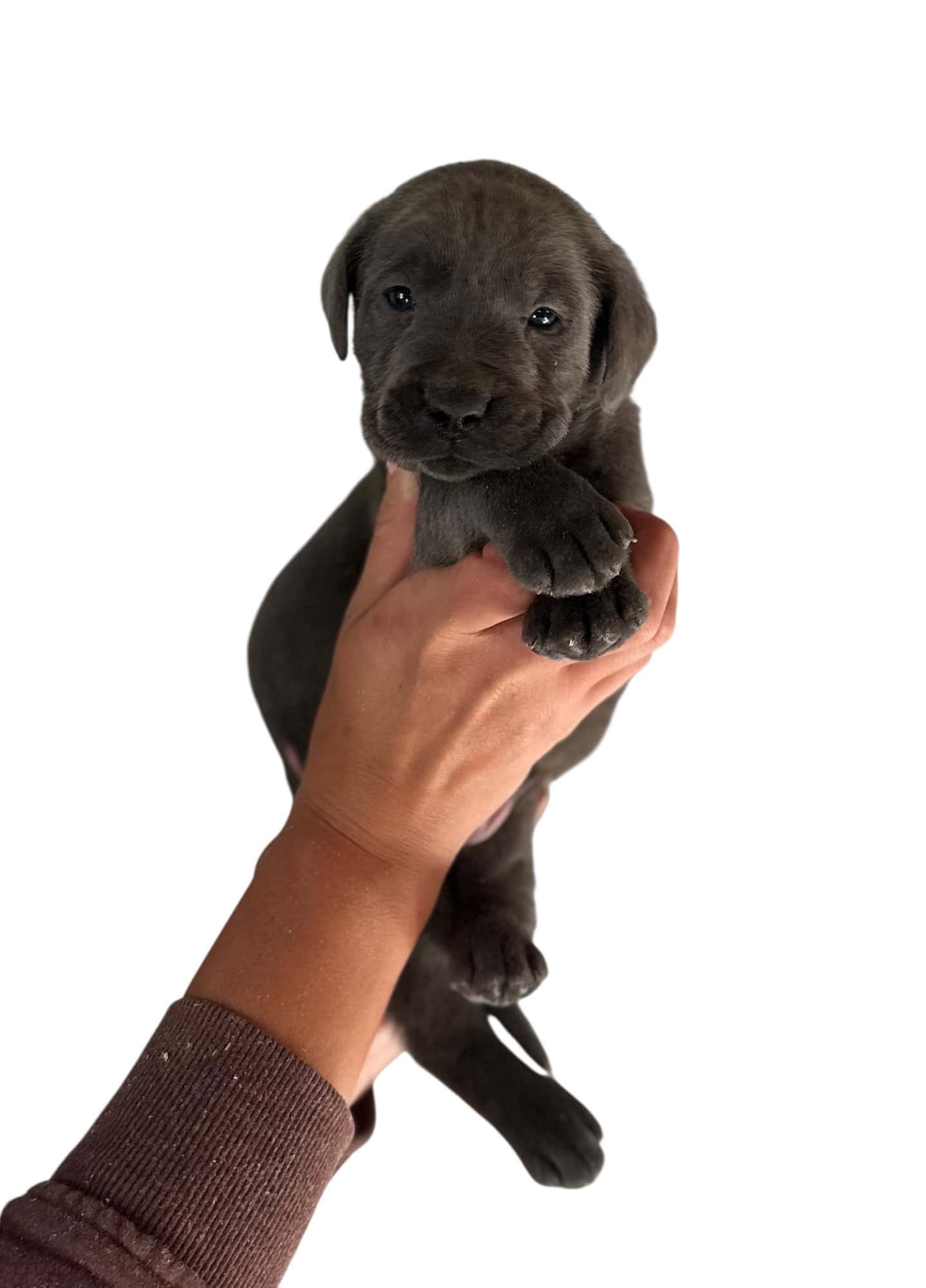 Reservation: Charcoal Male - 1st Pick (3 Available) — Charcoal Male Labrador Puppy