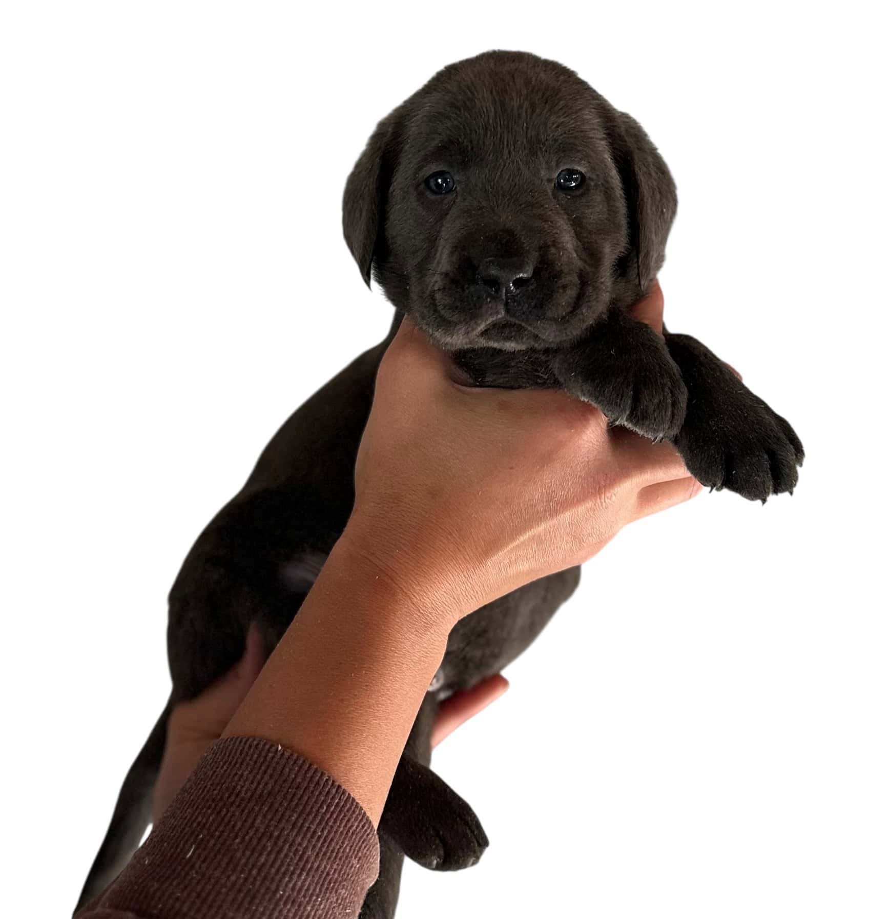 Reservation: Charcoal Female - 2nd Pick (4 Available) — Charcoal Female Labrador Puppy