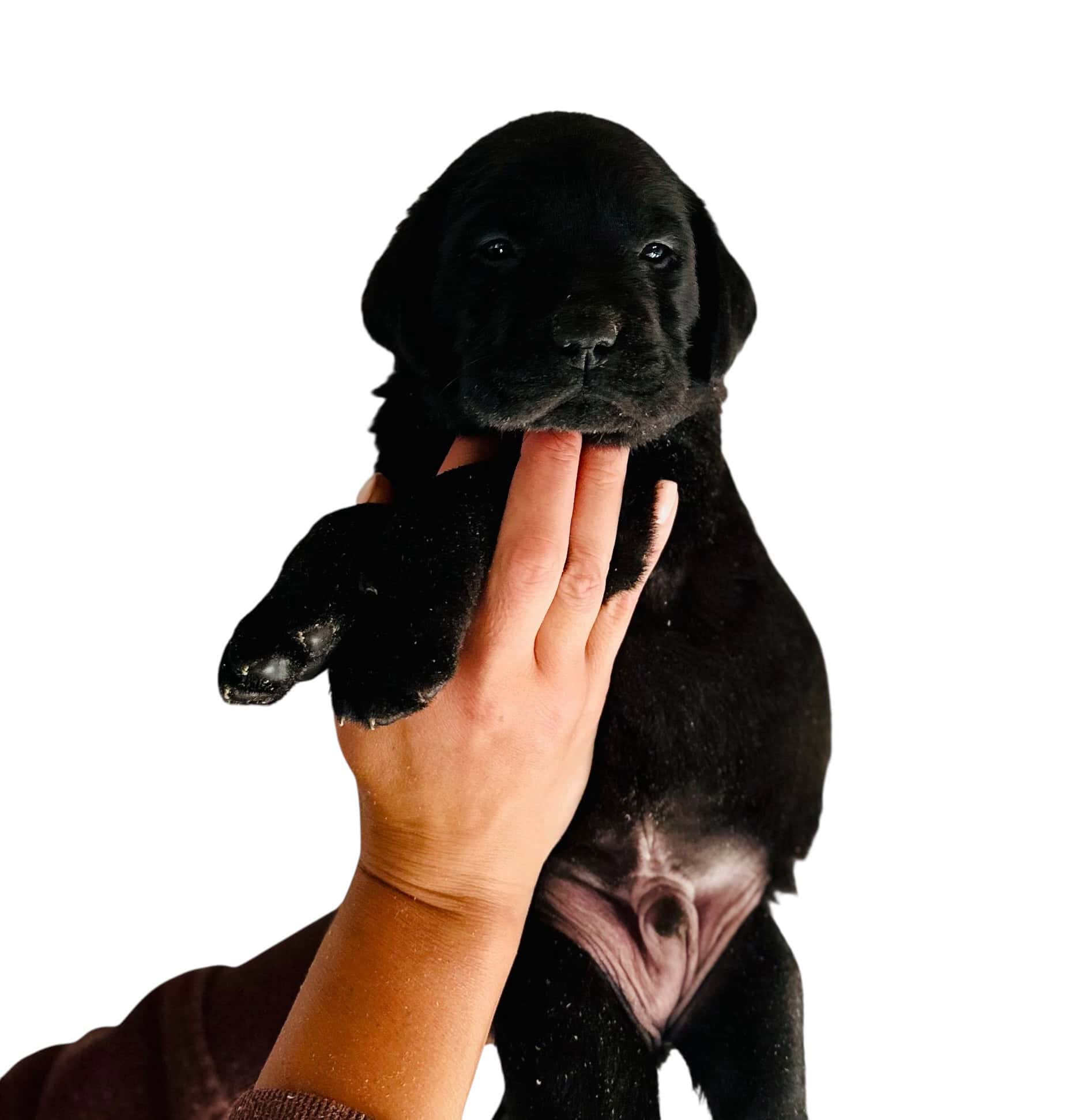 Reservation: Black Male – 2nd Pick (3 Available) — Black Male Labrador Puppy