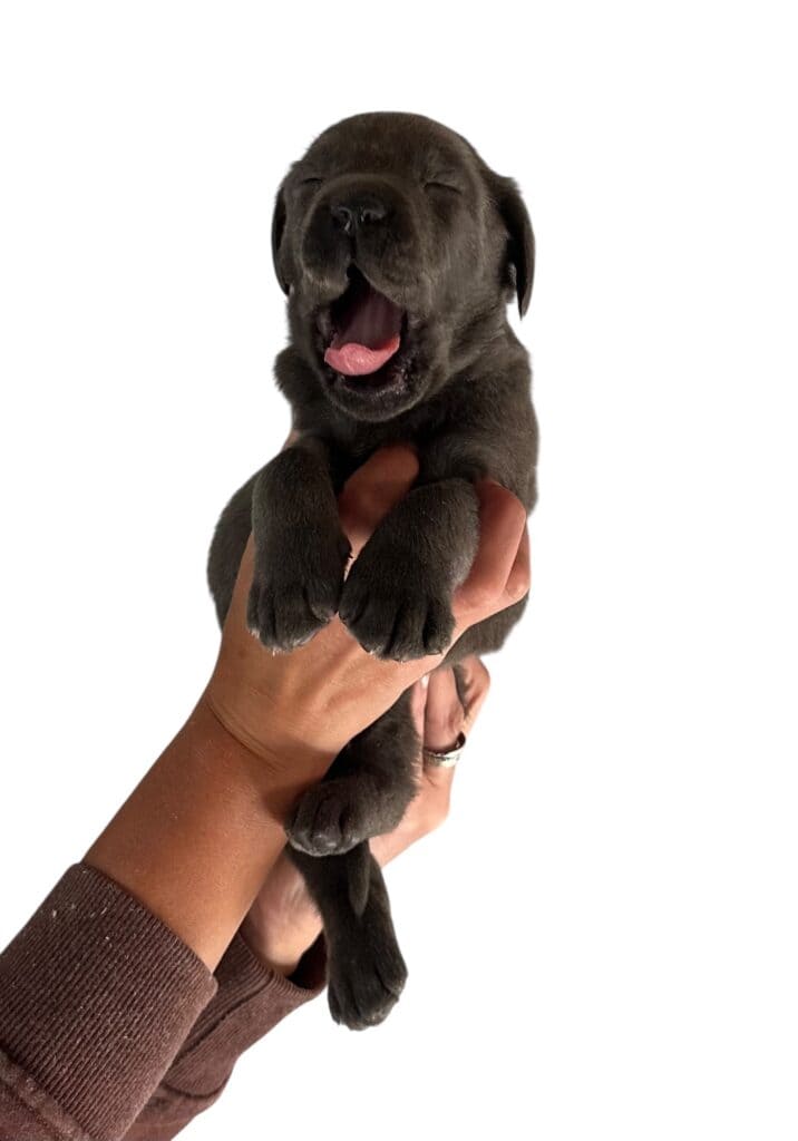 Reservation: Charcoal Male - 1st Pick (3 Available)