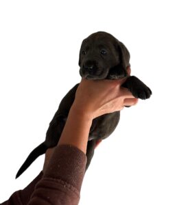 Reservation: Charcoal Female – 2nd Pick (4 Available)