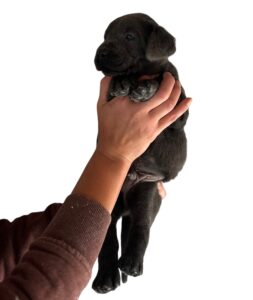 Reservation: Charcoal Male – 3rd Pick (Last Available)