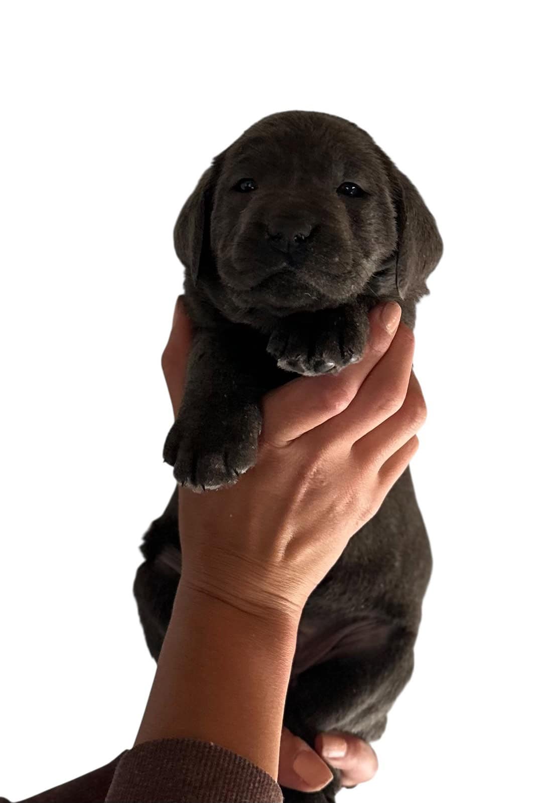Reservation: Charcoal Female - 3rd Pick (4 Available) — Charcoal Female Labrador Puppy