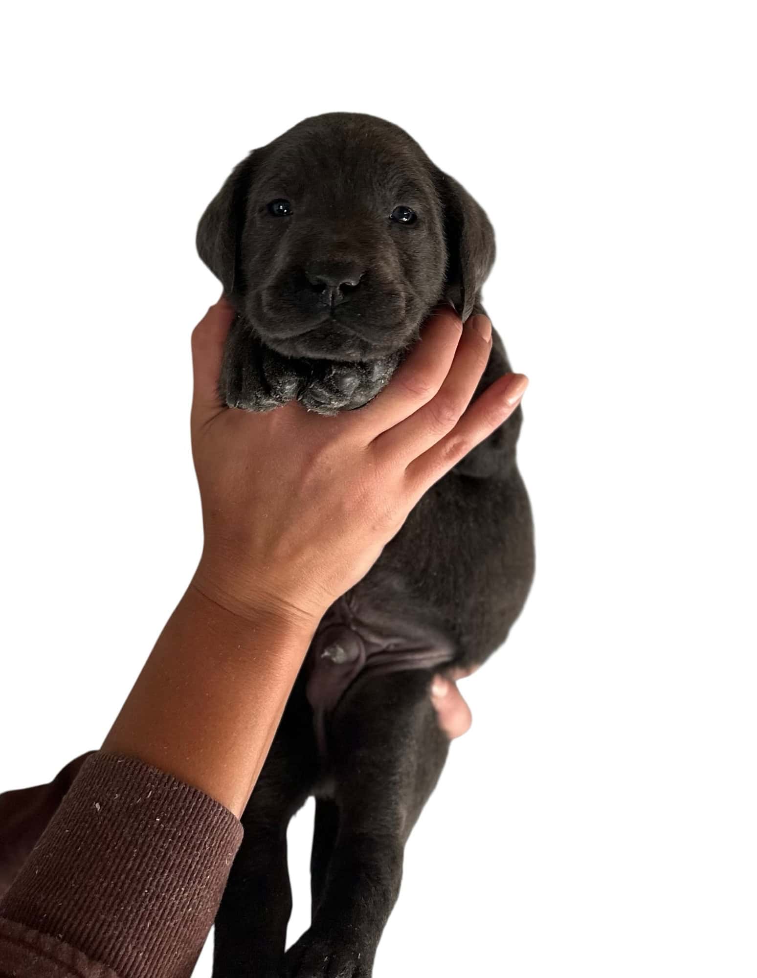 Reservation: Charcoal Male - 3rd Pick (Last Available) — Charcoal Male Labrador Puppy
