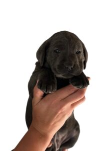 Reservation: Charcoal Female – 3rd Pick (4 Available)
