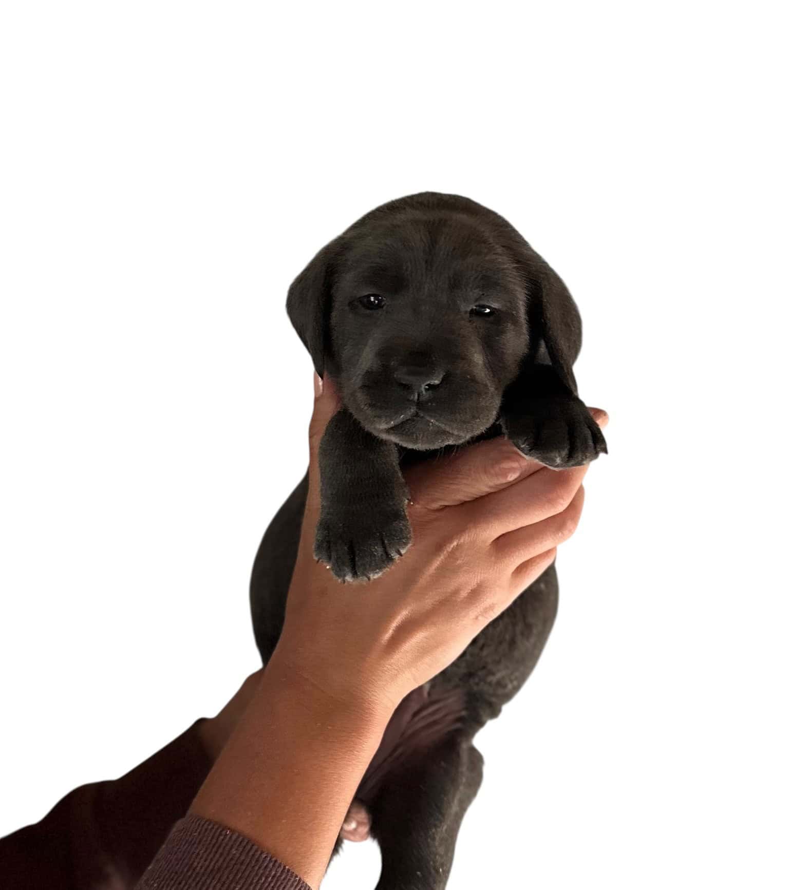 Reservation: Charcoal Female - 4th Pick (4 Available) — Charcoal Female Labrador Puppy