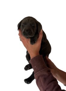 Reservation: Charcoal Female – 4th Pick (4 Available)