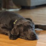 Charcoal labrador lying on wooden floor calmy