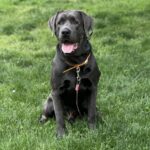Charcoal english labrador sitting on green grass.