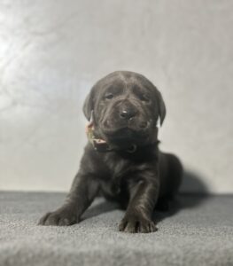 Ready Febuary 14th – Ebonys Charcoal Female