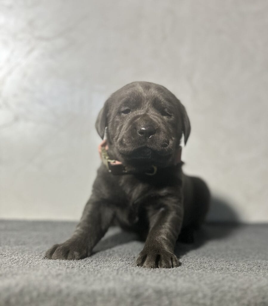 Ready Febuary 14th - Ebonys Charcoal Female