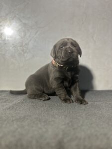 Ready Febuary 14th – Ebonys Charcoal Female