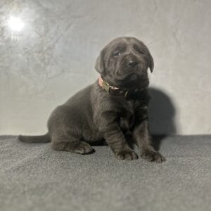 Black Puppy