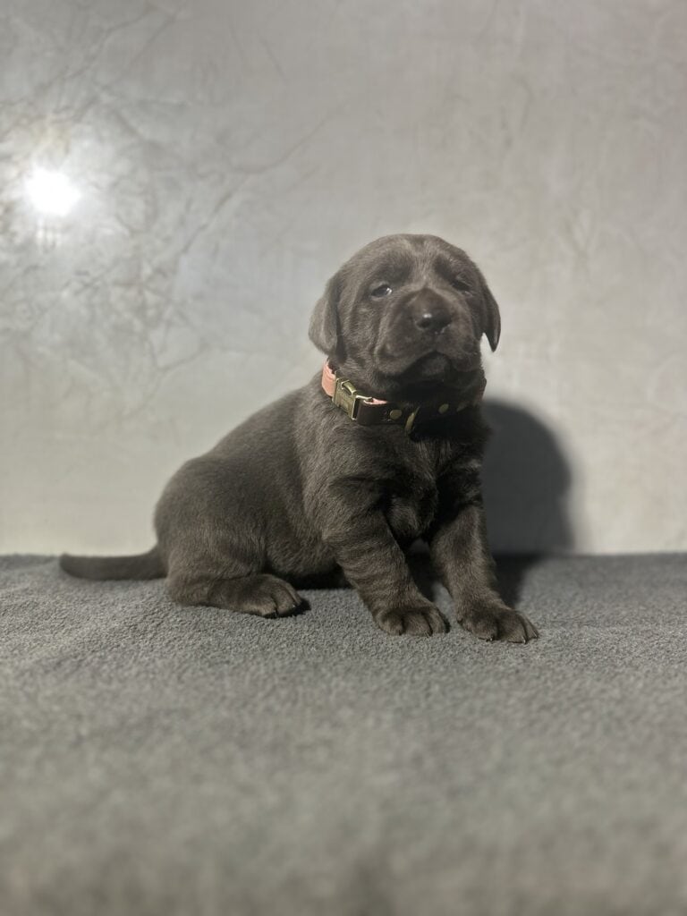 Ready Febuary 14th - Ebonys Charcoal Female