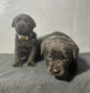 Ready Febuary 14th – Ebonys Charcoal Male 1st pick (2 Available)