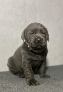 Ready Febuary 14th – Ebonys Charcoal Male 1st pick (2 Available)